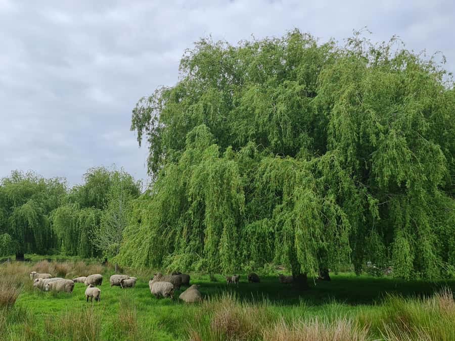 Auckland Nature Tour - Should you book the Auckland Nature Tour?