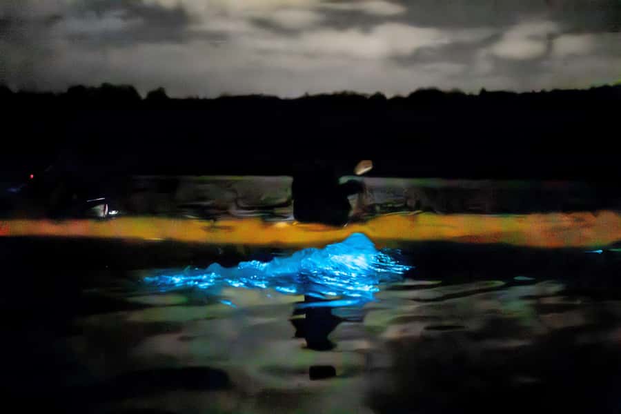 Auckland: Night Kayak Tour in Glowing Bioluminescent Waters - Guides who connect the science to the spectacle