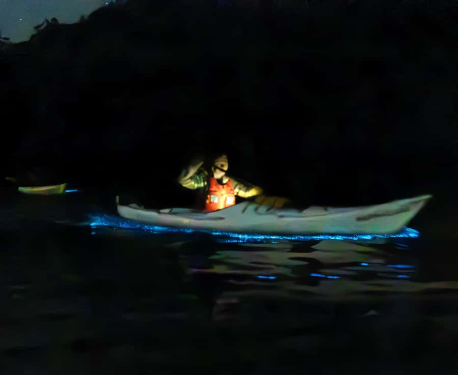 Auckland: Night Kayak Tour in Glowing Bioluminescent Waters - The 15-minute break is for watching, not rushing