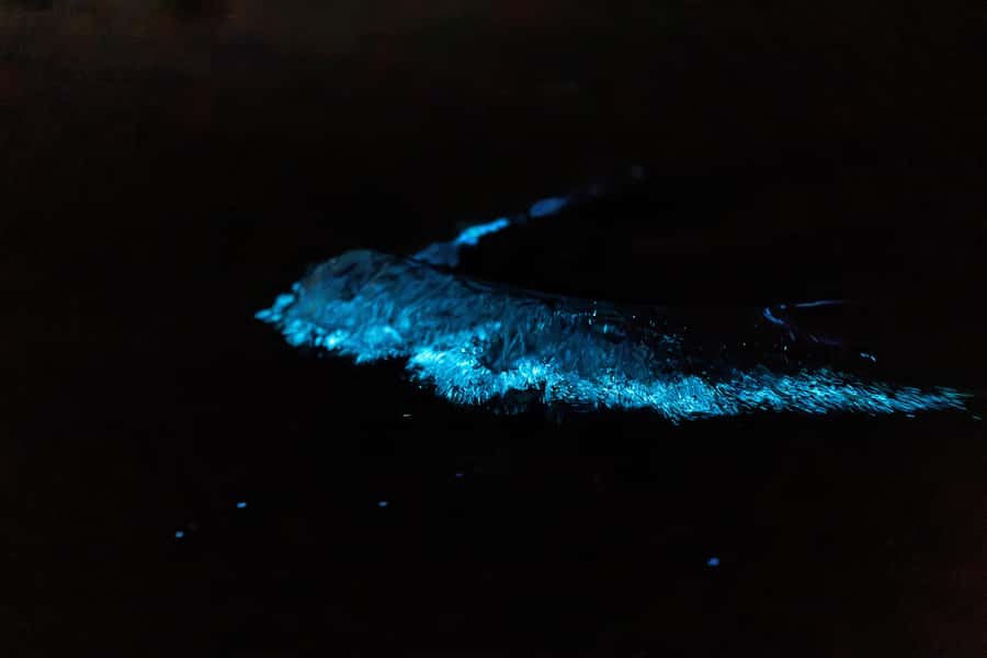 Auckland: Night Kayak Tour in Glowing Bioluminescent Waters - What to bring for a comfortable night
