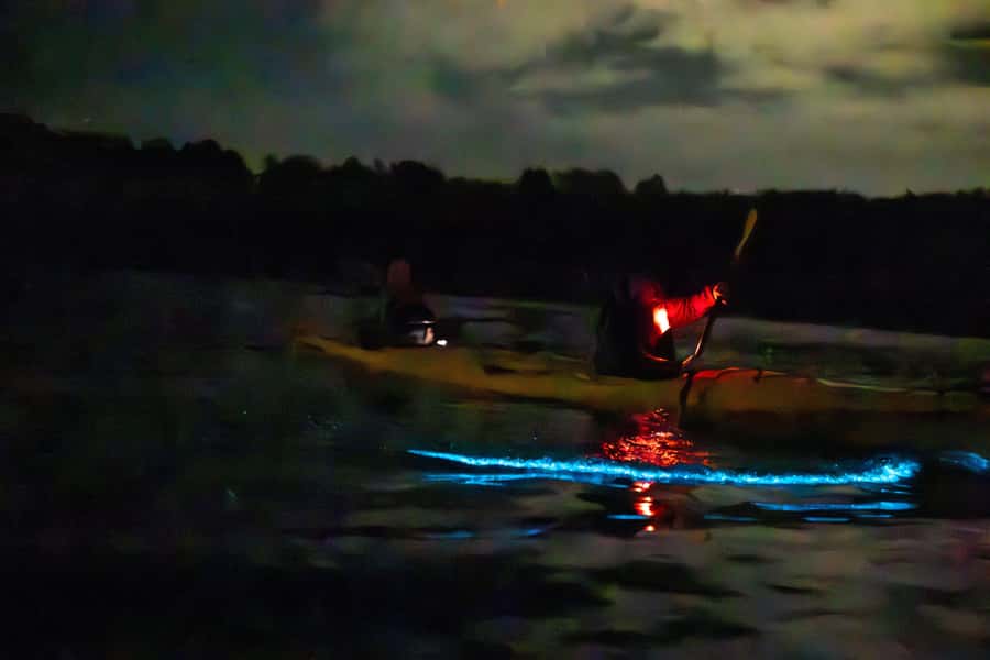 Auckland: Night Kayak Tour in Glowing Bioluminescent Waters - Who will enjoy this Auckland night tour?