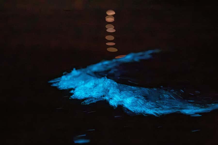 Auckland: Night Kayak Tour in Glowing Bioluminescent Waters - The 30-minute safety briefing matters at night