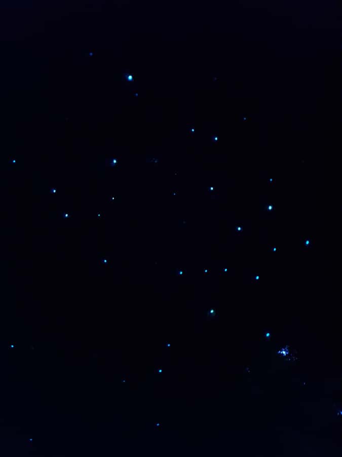 Auckland North Shore Glowworm Tour - Why Awaruku Reserve makes this different