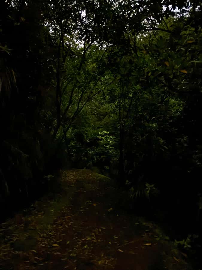Auckland North Shore Glowworm Tour - Finding Arachnocampa luminosa after dark