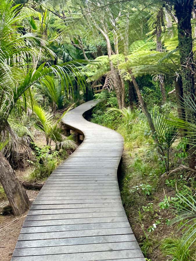 Auckland: Piha Beach, Rainforest, & Mount Eden Private Tour - Who will enjoy this five-hour route