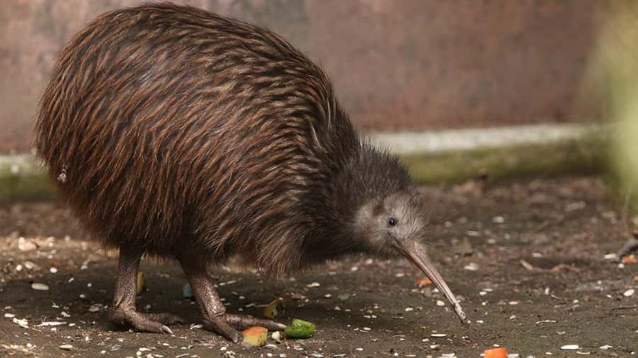 Auckland: Rotorua Highlights inc Wai O Tapu & Te Puia Tour - Te Puia, Māori culture, and working craft schools