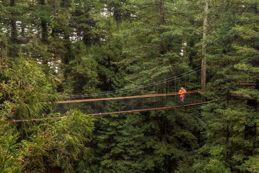 Auckland: Rotorua Highlights with Redwoods Treewalk & Spa - Waikato turns the drive into part of the experience