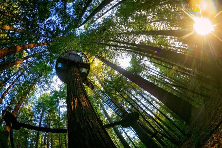 Auckland: Rotorua Highlights with Redwoods Treewalk & Spa - Rotorua city sights help you get your bearings