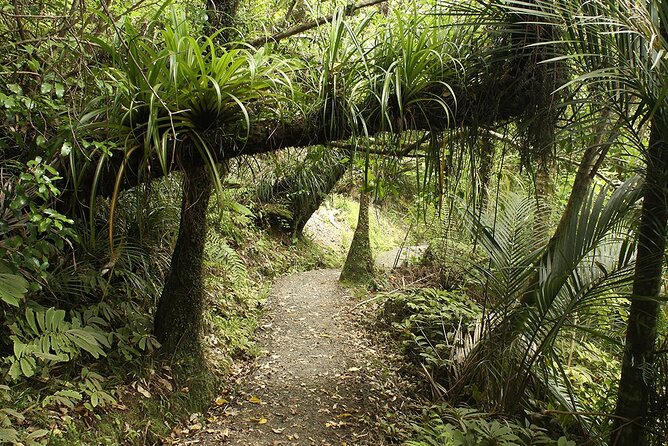 Auckland's Wild West Coast & Black Sand Beaches Tour inc Lunch - Devonport and North Head add history and harbour views