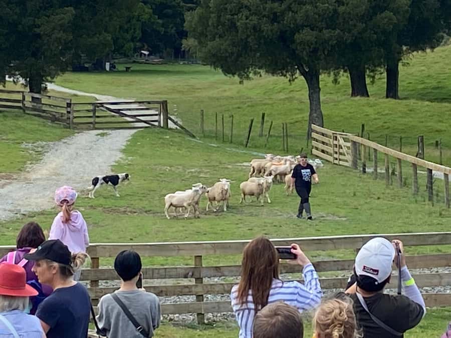 Auckland: Sheepworld, Honey Centre, & Kauri Trail Tour - Key points to know before booking