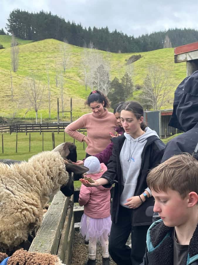Auckland: Sheepworld, Honey Centre, & Kauri Trail Tour - Leaving Auckland for Warkworth