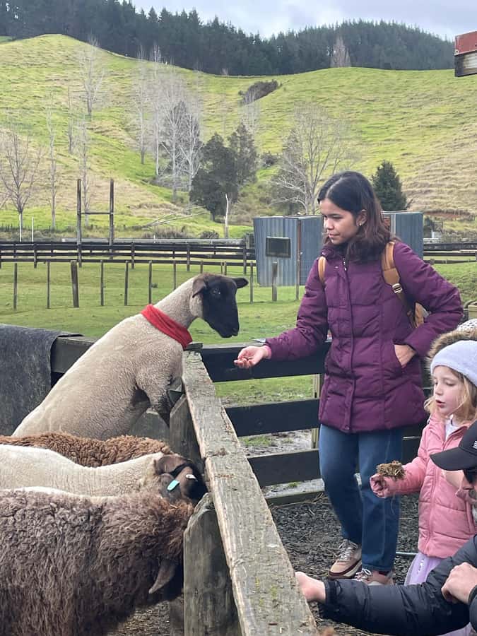 Auckland: Sheepworld, Honey Centre, & Kauri Trail Tour - Sheepworld and the one-hour farm show