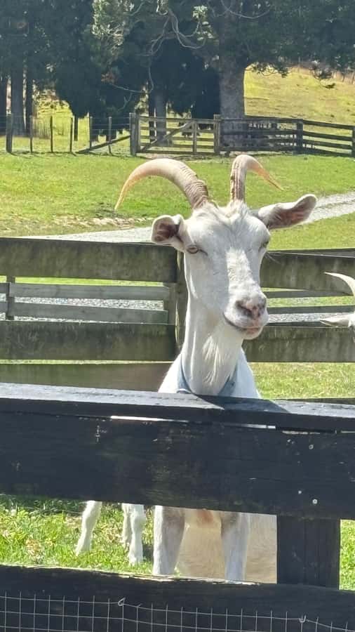 Auckland: Sheepworld, Honey Centre, & Kauri Trail Tour - What the $172 tour price covers