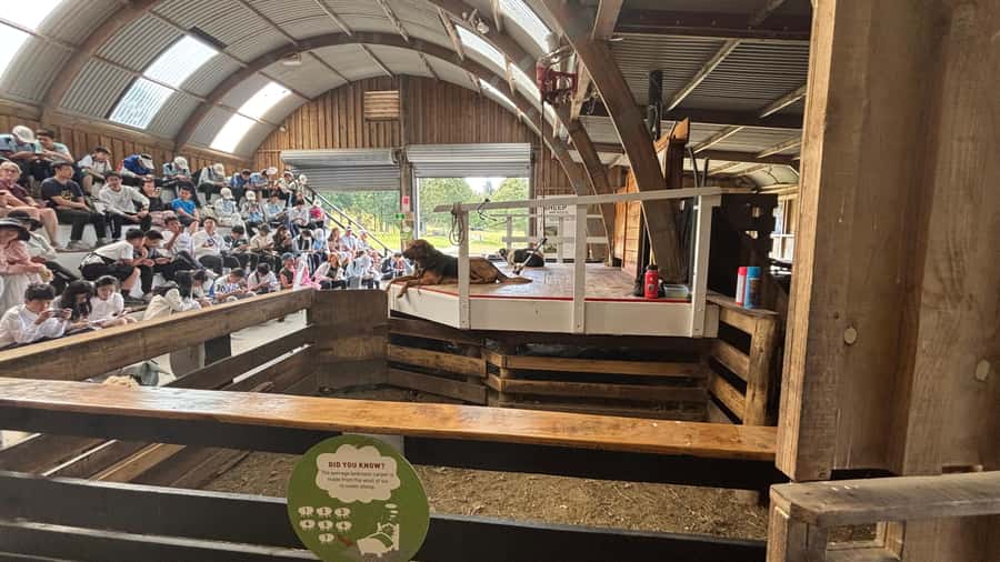 Auckland: Sheepworld, Honey Centre, & Kauri Trail Tour - Pickup, timing, and what to bring