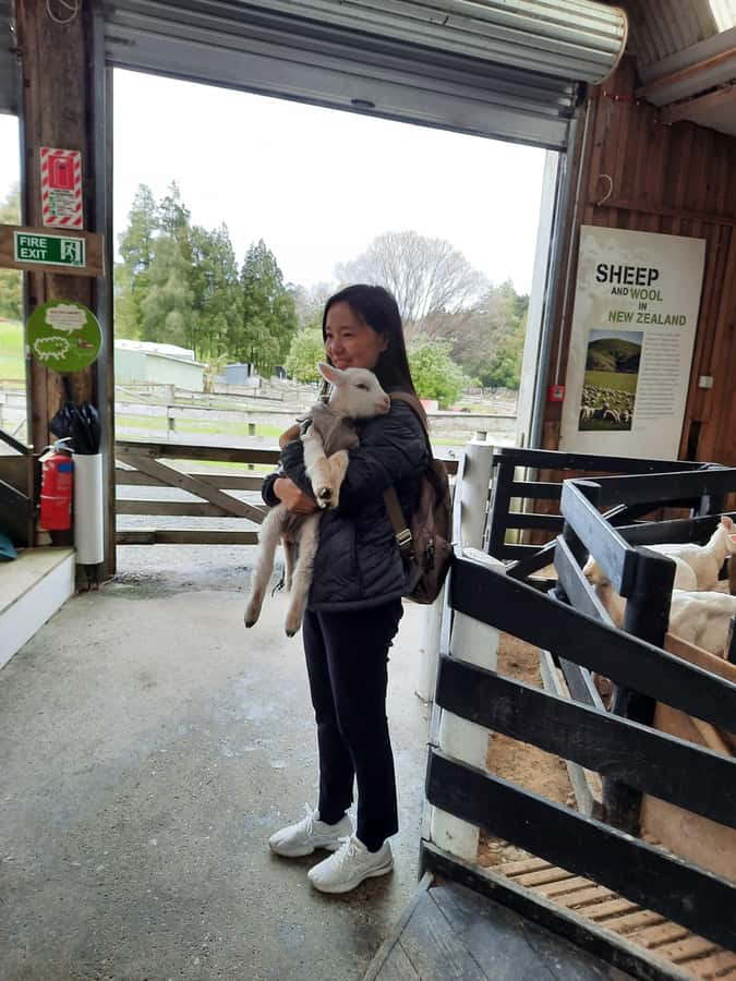 Auckland: Sheepworld, Honey Centre, & Kauri Trail Tour - Who will enjoy this Auckland day trip