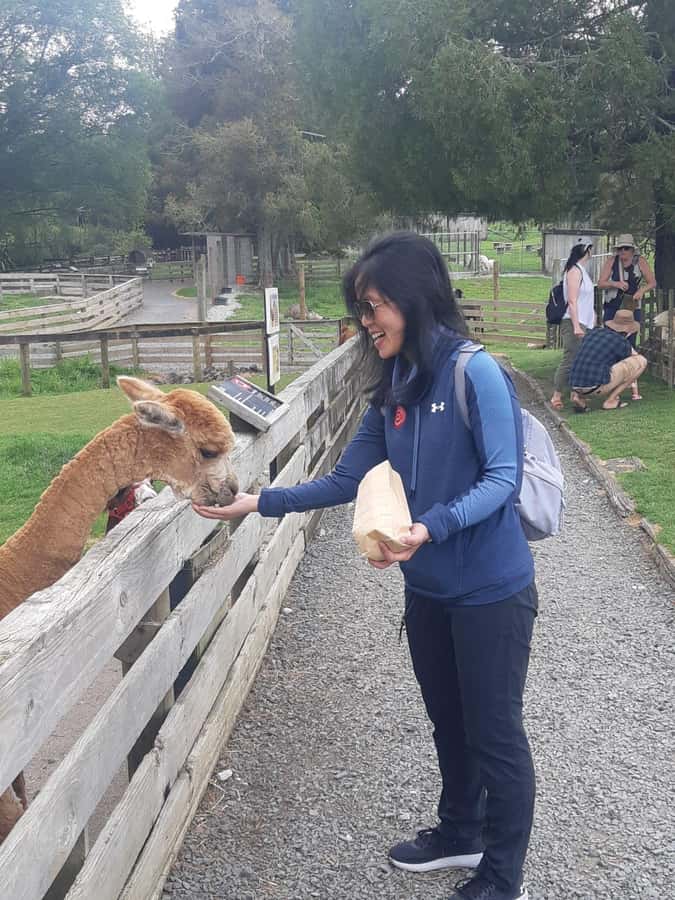 Auckland: Sheepworld, Honey Centre, & Kauri Trail Tour - Should you book the Sheepworld and Kauri Trail tour?