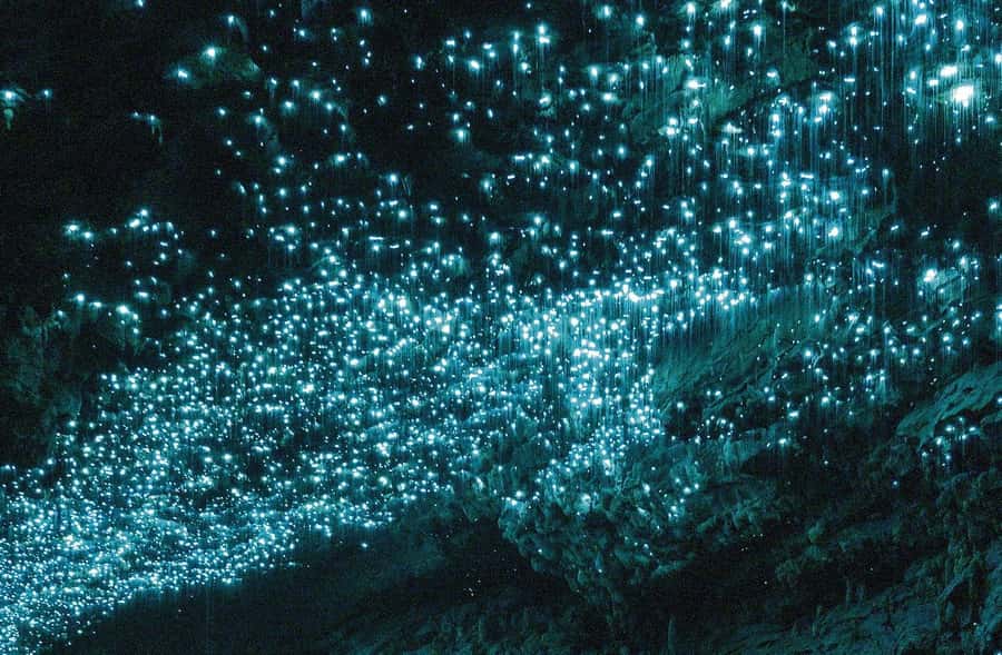 Auckland: Spellbound Glowworm Caves Explorer Tour - Walking through Spellbound Cave and Te Ana o Te Atua