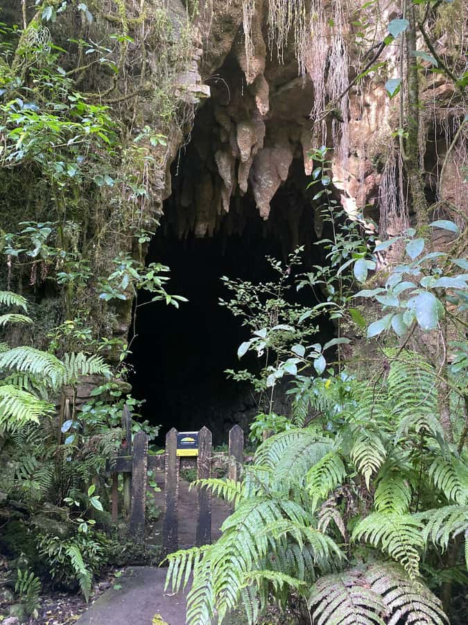 Auckland: Spellbound Glowworm Caves Explorer Tour - Who should book this tour?