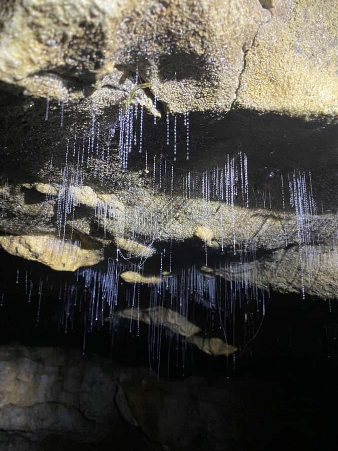 Auckland: Spellbound Glowworm Caves Explorer Tour - My verdict: book it if the glowworms are a priority