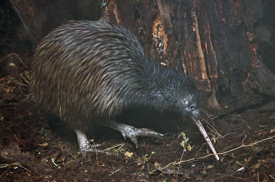 Auckland (Tawharanui): Wild Kiwi Bird Spotting Encounter - What you can realistically expect to see