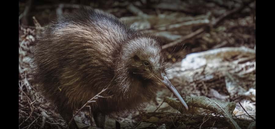 Auckland (Tawharanui): Wild Kiwi Bird Spotting Encounter - The meeting point and optional transport
