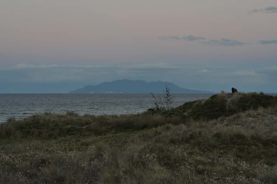 Auckland (Tawharanui): Wild Kiwi Bird Spotting Encounter - Who will enjoy this most