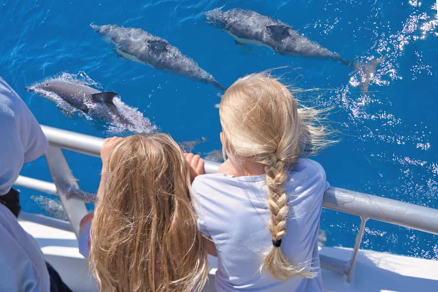 Auckland: Tikapa Moana Whales, Dolphins and Islands Cruise - Choosing between Rotoroa Island and Man O’ War