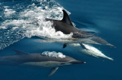 Tikapa Moana Whales, Dolphins and Islands Cruise