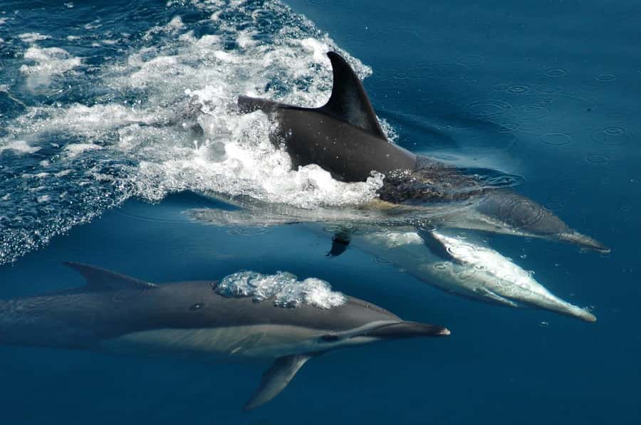 Auckland: Tikapa Moana Whales, Dolphins and Islands Cruise - Searching Tikapa Moana for whales and dolphins