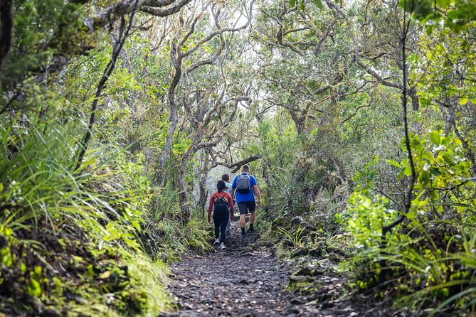 Auckland to Rangitoto Island Ferry - Lava caves, lava fields, and the parts many people miss