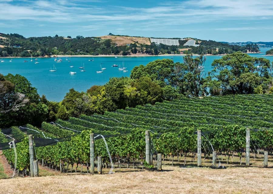 Auckland: Waiheke Island Luxury Experience Private Tour - Seeing how Waiheke olive oil is made