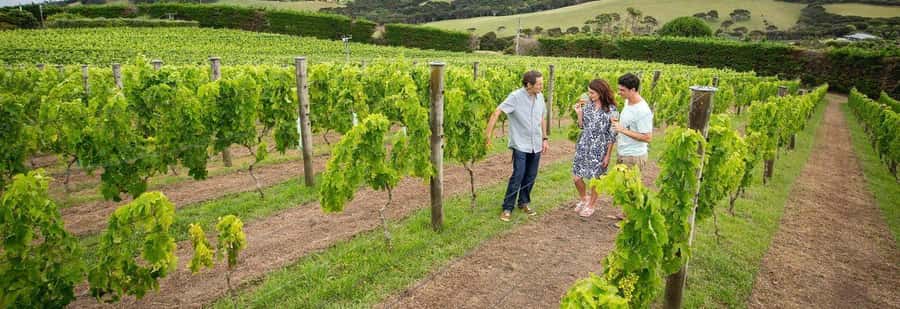 Auckland: Waiheke Island Luxury Experience Private Tour - What $594 per person buys you