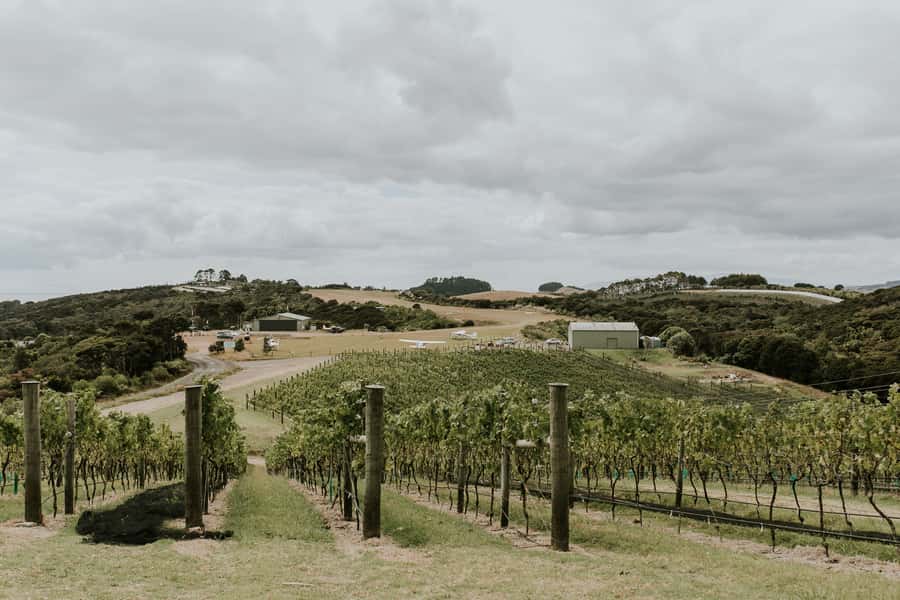 Auckland: Waiheke Island Wine and Food Tasting with Flights - Who will get the most from this day