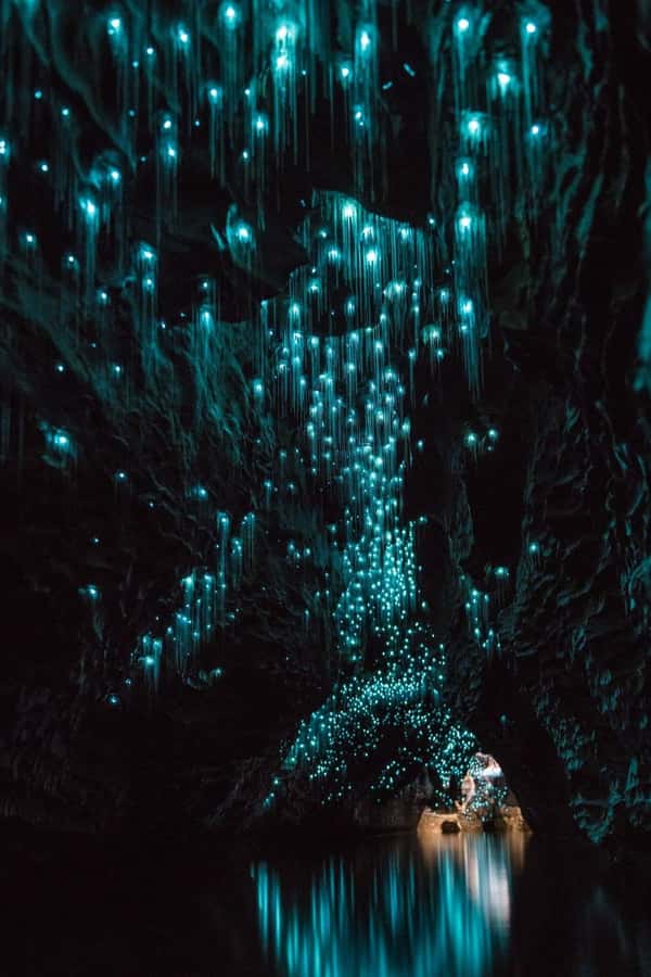 Auckland: Waitomo Caves & Rotorua - Te Puia Small-Group Tour - The road south through Waikato, Pirongia, and Otorohanga