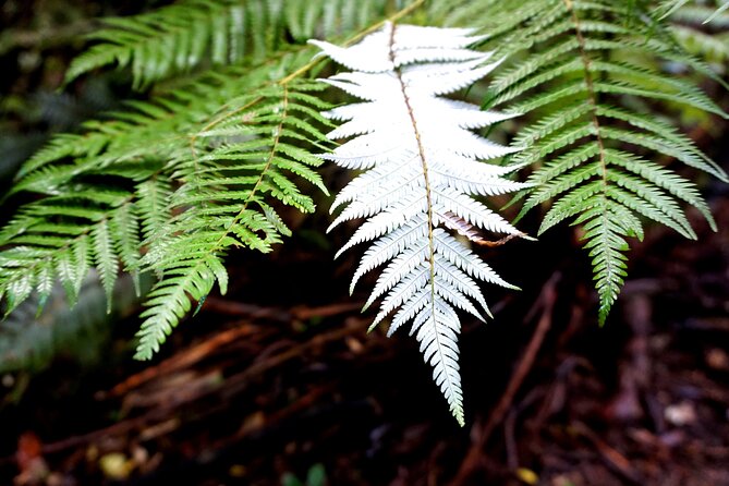 Auckland West Coast Half-Day Private Tour - Who will enjoy this tour most