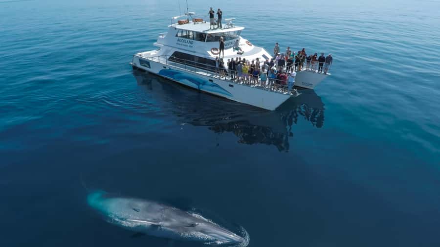 Auckland: Whale and Dolphin Watching Half-Day Eco Cruise - Searching the Hauraki Gulf Marine Park