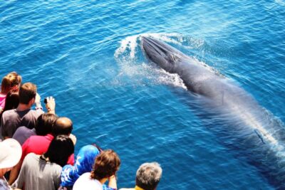 Whale and Dolphin Watching Half-Day Eco Cruise