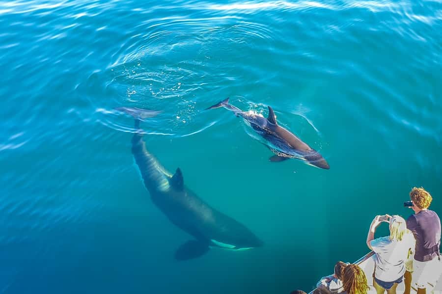 Auckland: Whale and Dolphin Watching Half-Day Eco Cruise - Marine science on board