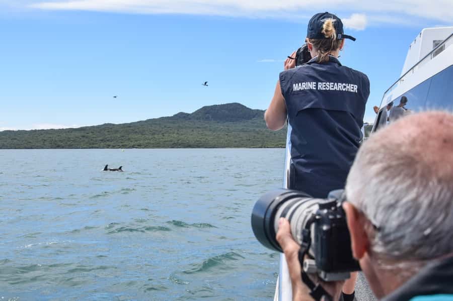 Auckland: Whale and Dolphin Watching Half-Day Eco Cruise - A conservation-minded way to spend $130
