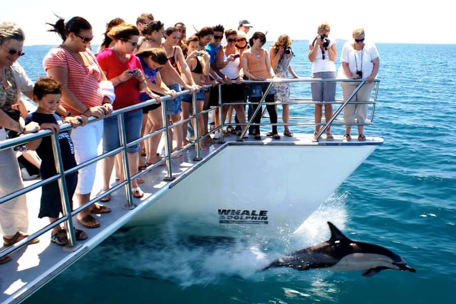 Auckland: Whale and Dolphin Watching Half-Day Eco Cruise - Weather, comfort and what to pack
