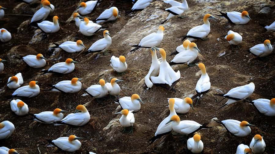 Auckland: Wild West Coast, Black Sand Beaches Tour inc Lunch - Key points to know before you book