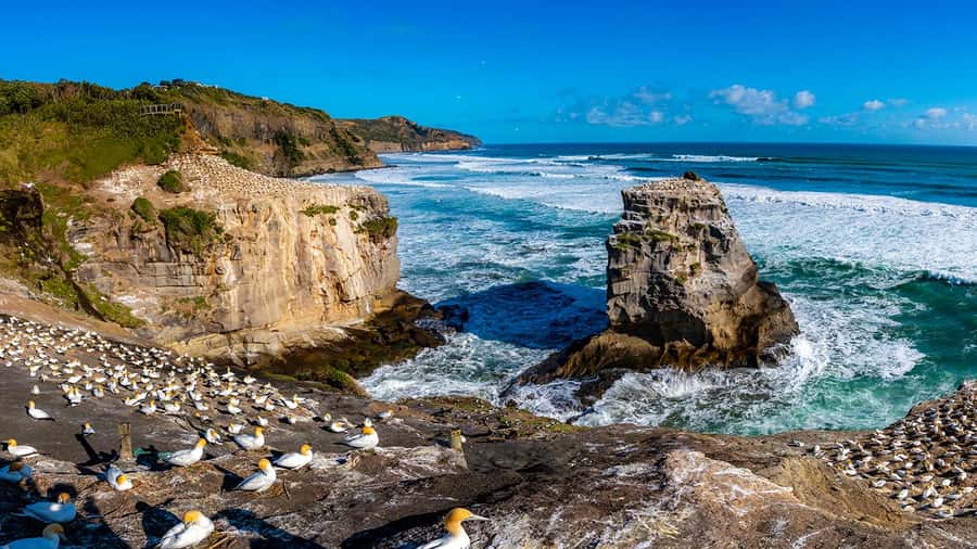 Auckland: Wild West Coast, Black Sand Beaches Tour inc Lunch - Muriwai Beach brings the wild west coast close