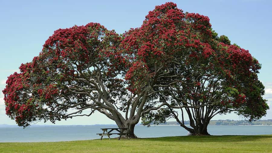 Auckland: Wild West Coast, Black Sand Beaches Tour inc Lunch - The return from Devonport gives you a choice