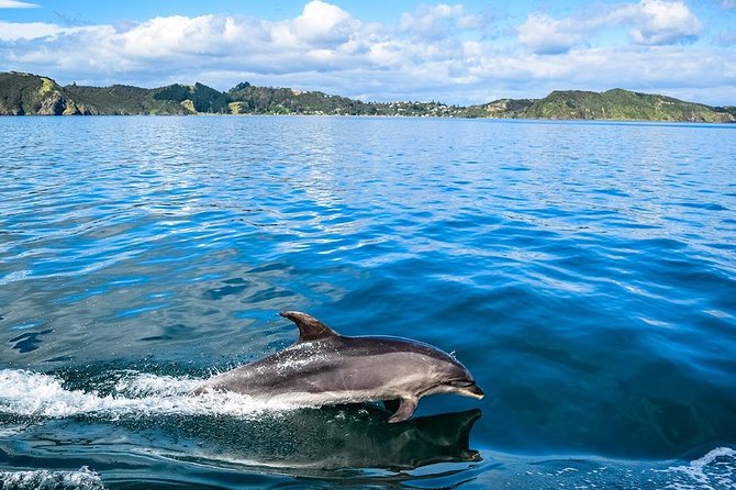 Bay of Islands 2-Day Small Group Tour & Cruise from Auckland - Why this Auckland to Northland route works