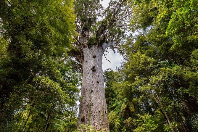 Bay of Islands 2-Day Small Group Tour & Cruise from Auckland - Four hours on the Bay of Islands cruise