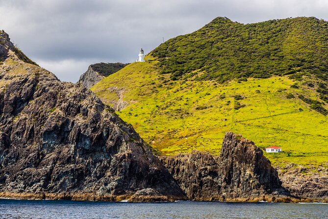 Bay of Islands Cruise & Island Tour - Snorkel, Hike,Swim,Wildlife - Wildlife is a bonus, not a promise
