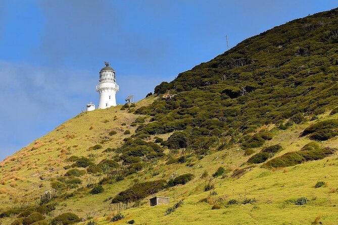 Bay of Islands Cruise & Island Tour - Snorkel, Hike,Swim,Wildlife - The crew makes a real difference
