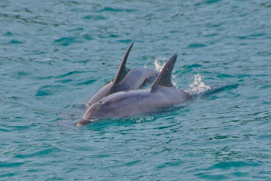 Bay of Islands: Discover the Bay Cruise with Island Lunch - My verdict on the Bay of Islands cruise