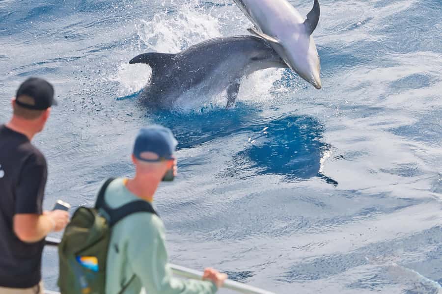 Bay of Islands: Discover the Bay Cruise with Island Lunch - Wildlife watching with realistic expectations