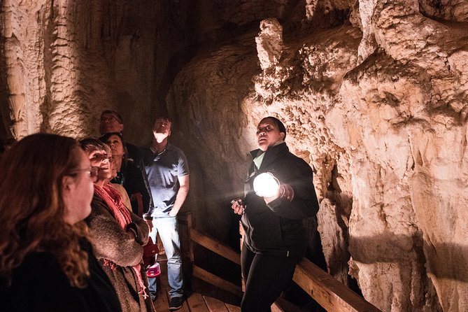 Bay of Islands Glow Worm Caves & Scenic Shore Excursion - Ancient kauri at Manginangina